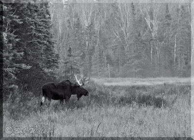 Larg Bull Moose At Forest Edge