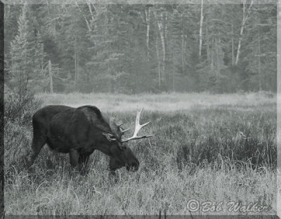 The Large Bull Moose Grazes As I Watch And Photograph Him 