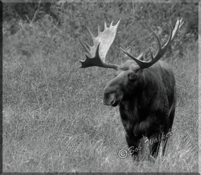 Very Large Bull Moose Stands Watching 