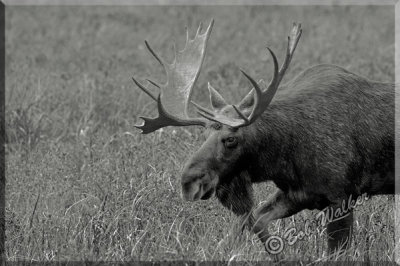 The Large Bull Moose Makes His Way To A Watering Hole