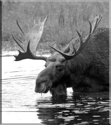 The Large Bull Moose Takes A Drink 