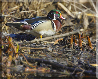 A Male Wood Duck Sits On And In Some Reeds 
