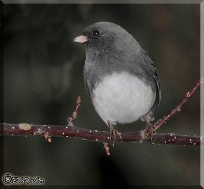 Winter Dark-eyed Junco