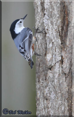 White-breasted Nuthatch On Edge Of Bark 