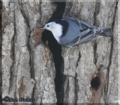 White-breasted Nuthatch Foraging
