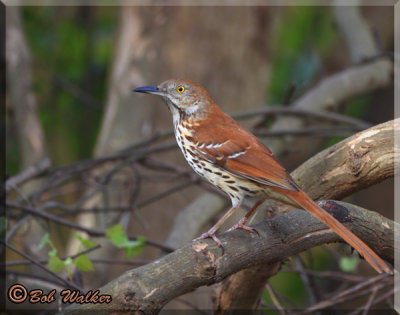 The Brown Thrasher (Toxostoma rufum) Gallery