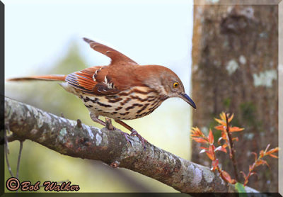 Brown Thrasher Notices Something