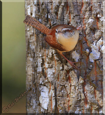 Carolina Wren (Thryothorus ludovicianus)