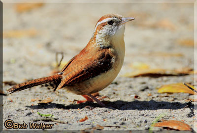 Carolina Wren Ground Feeding