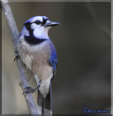 Blue Jay Just Looking Around