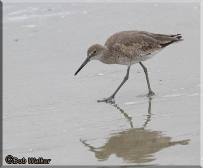 A Willet Shore Bird Forages