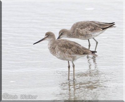 Willets Shore Birds Were On The Beach In Search Of Food