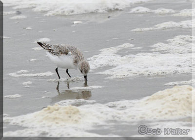 A Sanderling Shore Bird Foraging In The Surf