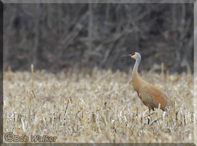 Sandhill Crane Walks In Corn Field This Spring