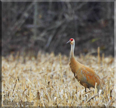 Sandhill Crane Walks In Corn Field And Gets A Little Closer This Spring