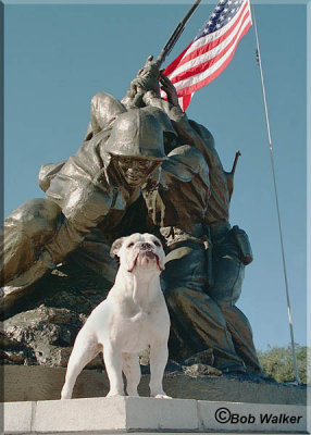 Iron Mike The Marine Corps Mascot