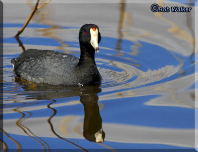 An American Coot (Fulica americana)
