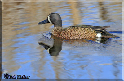 A Blue-winged Teal In More Open Water