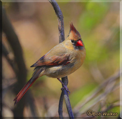 Female Cardinal In The Brush