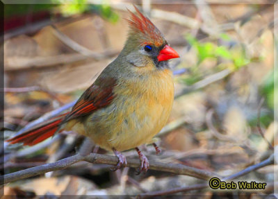 The Female Cardinals Were Quite Plentiful