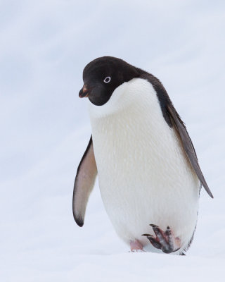 Adelie Penguin-6.jpg