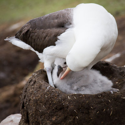 Black-browed Albatross-15.jpg