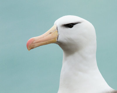 Black-browed Albatross-30.jpg