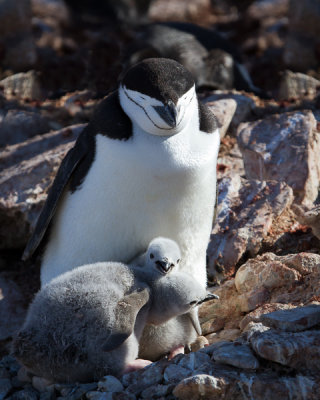 Chinstrap Penguin and Chick-11.jpg