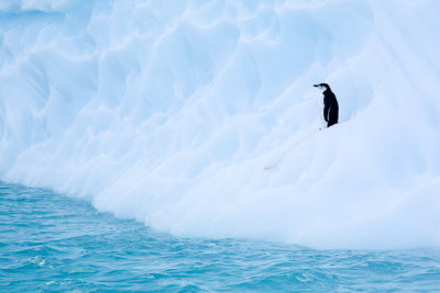 Chinstrap Penguin on Iceberg-9.jpg