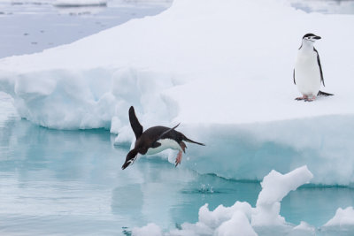 Chinstrap Penguin on Iceberg-25.jpg