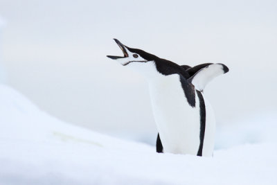 Chinstrap Penguin on Iceberg-33.jpg