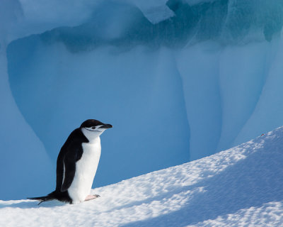 Chinstrap Penguin on Iceberg-47.jpg