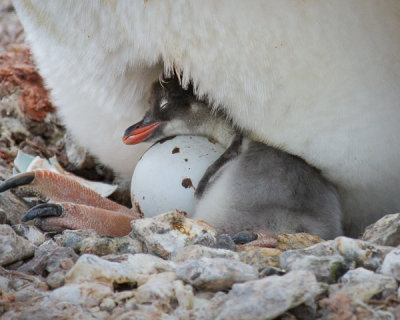 Gentoo Penguin and Chick-3.jpg