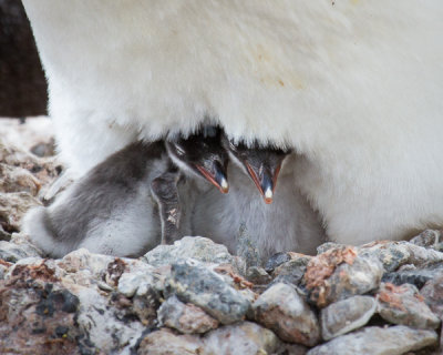 Gentoo Penguin and Chick-5.jpg