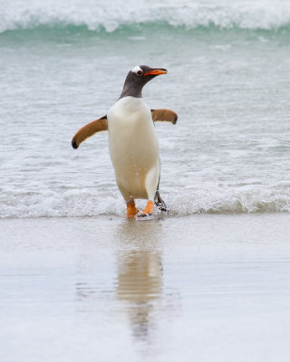 Gentoo Penguin-10.jpg