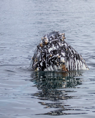 Humpback Whale-15.jpg