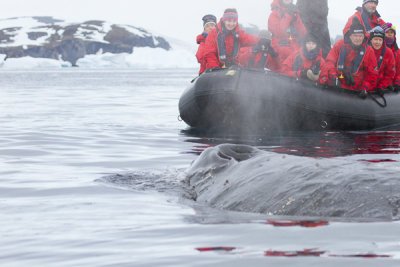 Humpback Whale-29.jpg