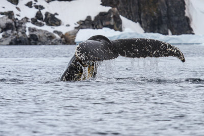 Humpback Whale-35.jpg
