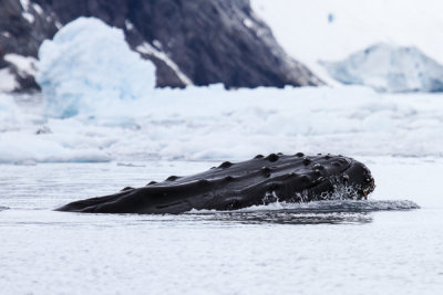 Humpback Whale-58.jpg