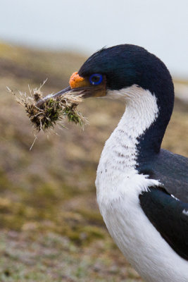 Imperial Shag-11.jpg