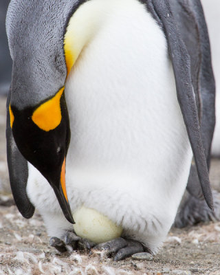 King Penguin with Egg-7.jpg