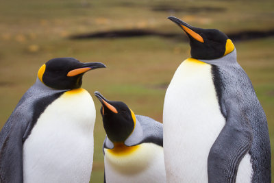 King Penguin-22.jpg