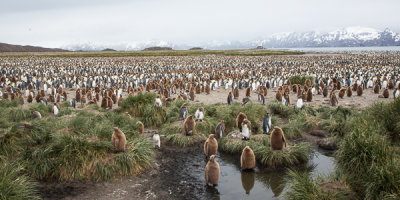 King Penguin-45.jpg