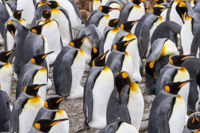 King Penguin-60.jpg