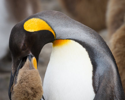 King Penguin-77.jpg