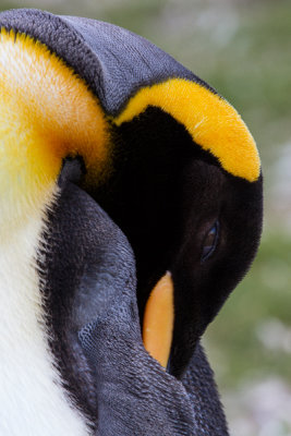 King Penguin-156.jpg