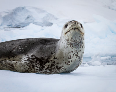 Leopard Seal-16.jpg