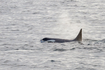 Orca Whales-10.jpg