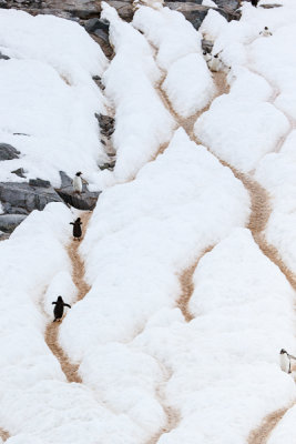 Penguin Highway-8.jpg
