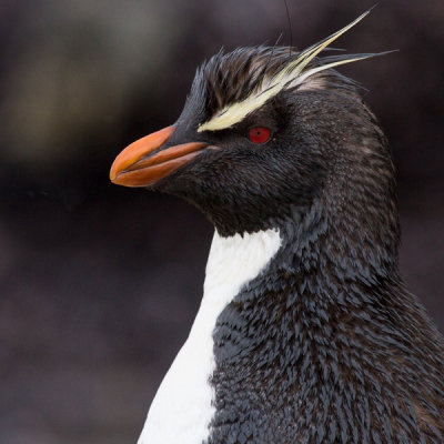 Rockhopper Penguin-16.jpg